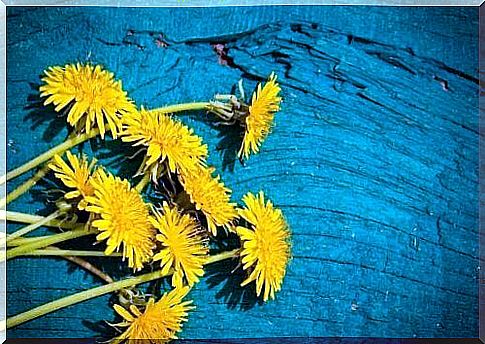 properties of dandelion to take care of its bones