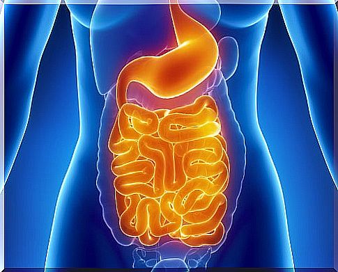  gastrointestinal system