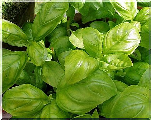 Basil helps fight against alopecia.