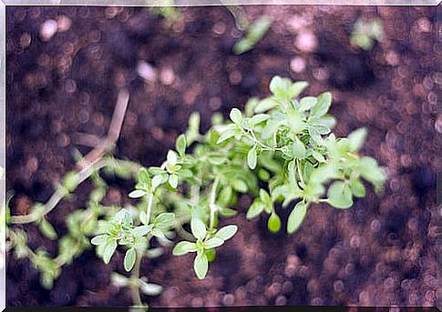 Oregano essential oil is ideal for cavities.