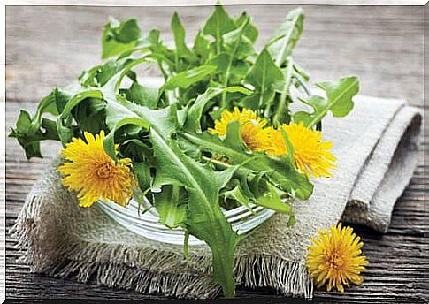 Dandelion and its microbial action