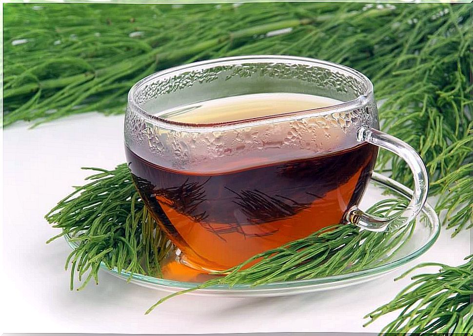 Field horsetail tea.