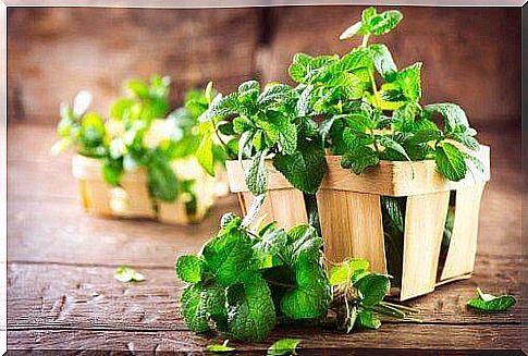 mint to fight against halitosis