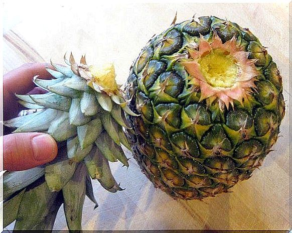 how to grow a pineapple: the crown