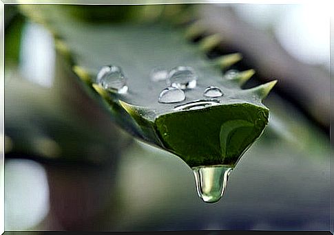 Information about aloe vera