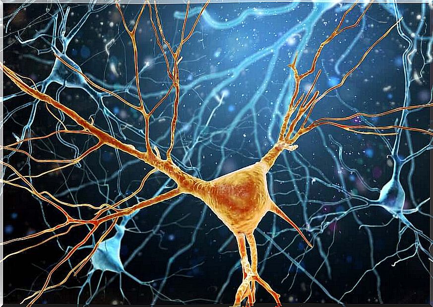 Neurogenesis, or the formation of new neurons 