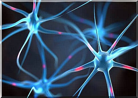 Neurogenesis and the neuronal connection 