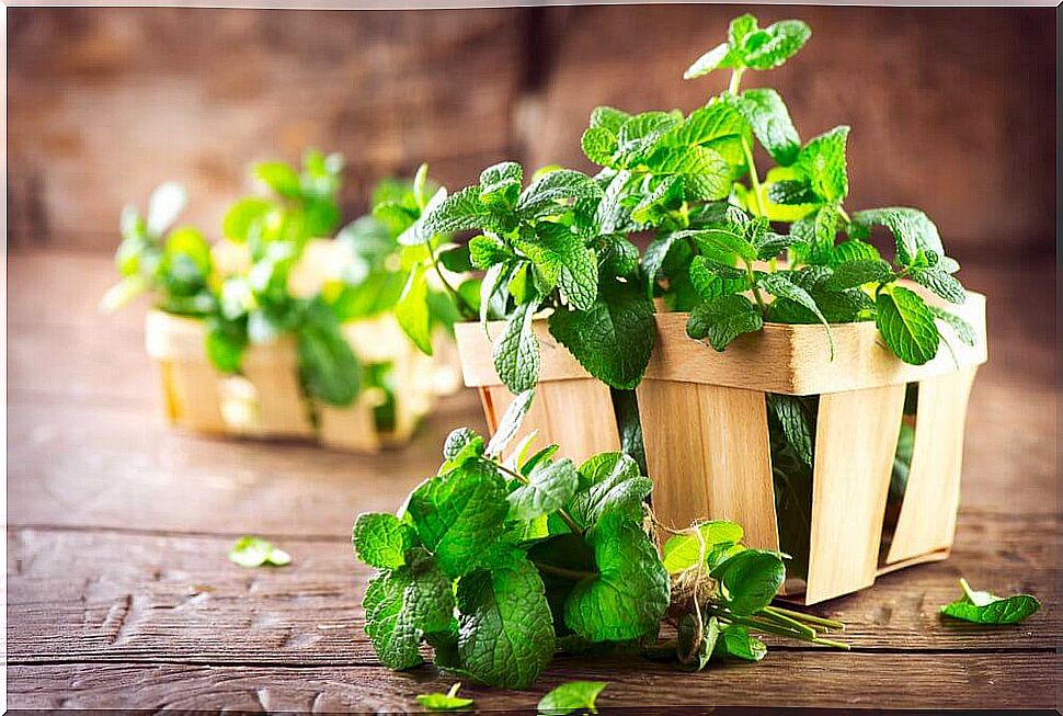 properties of mint against fleas and ticks