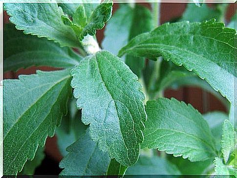 Stevia to reduce type 2 diabetes