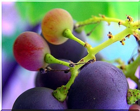 Grape is one of the natural pain relievers.