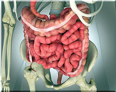 Functioning of the large intestine.