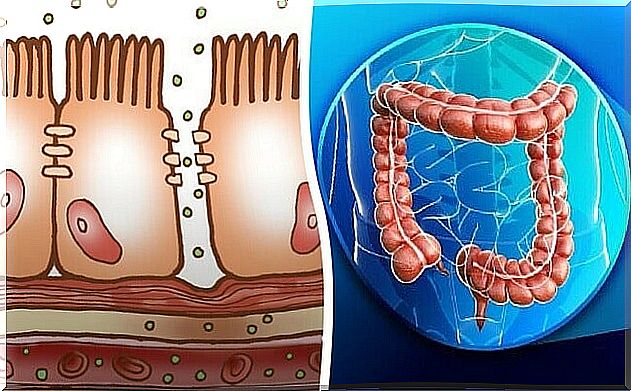 The large intestine and secretions.