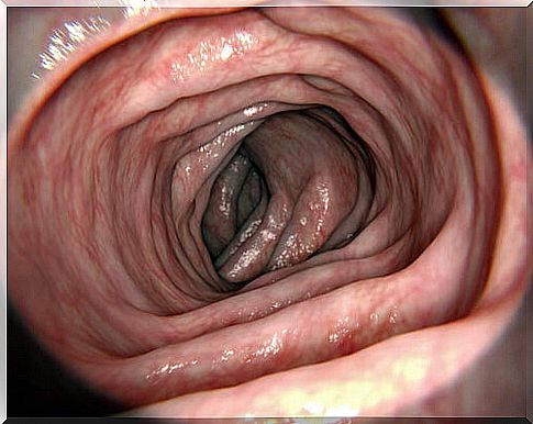 Role of the large intestine.