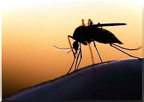 A mosquito on a surface